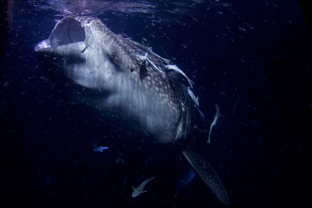 Porträtt framifrån av en valhaj med vidöppet gap, på natten, i svart vatten fullt av plankton, med sugfiskar fastsugna på huvudet