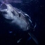 Porträtt framifrån av en valhaj med vidöppet gap, på natten, i svart vatten fullt av plankton, med sugfiskar fastsugna på huvudet
