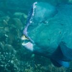 Närbild på huvudet hos en vuxen puckelpapegojfisk, med pannpuckeln kantad av blekrosa och de vita tandplattorna blottade mellan läpparna, framför ett rev