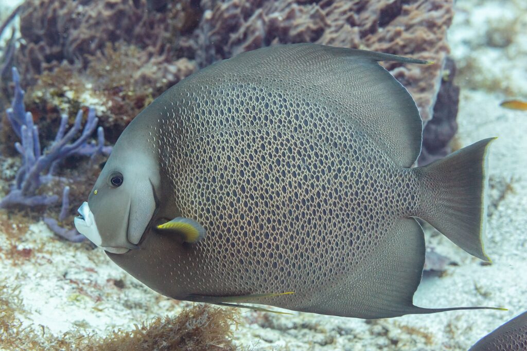 En grå kejsarfisk i profil, med fjäll kantade av ljust som ett nät och gul bröstfena, framför en lila svamp, på Cozumel