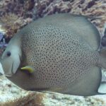 En grå kejsarfisk i profil, med fjäll kantade av ljust som ett nät och gul bröstfena, framför en lila svamp, på Cozumel