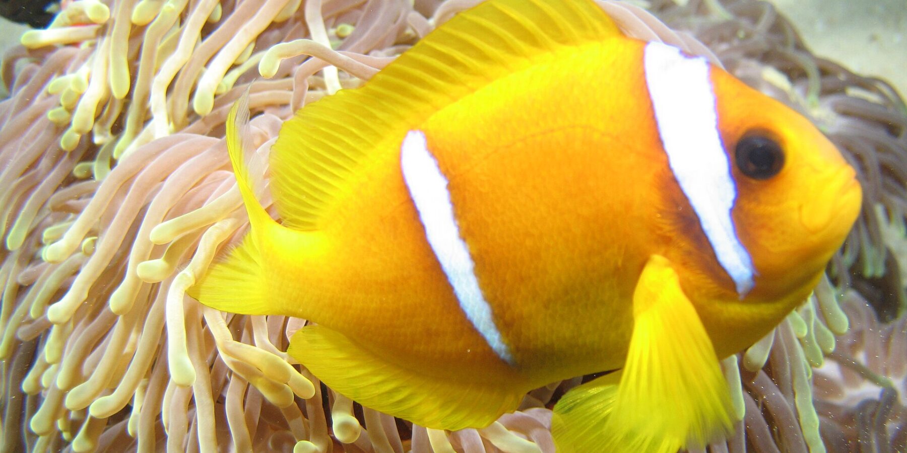 En gulorange clownfisk från Röda havet i profil, med huvudet åt höger, framför de långa rosa tentaklerna med gul spets på sin anemon: två vita band, ett precis bakom ögat och ett mitt på kroppen