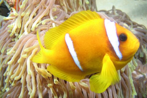 En gulorange clownfisk från Röda havet i profil, med huvudet åt höger, framför de långa rosa tentaklerna med gul spets på sin anemon: två vita band, ett precis bakom ögat och ett mitt på kroppen