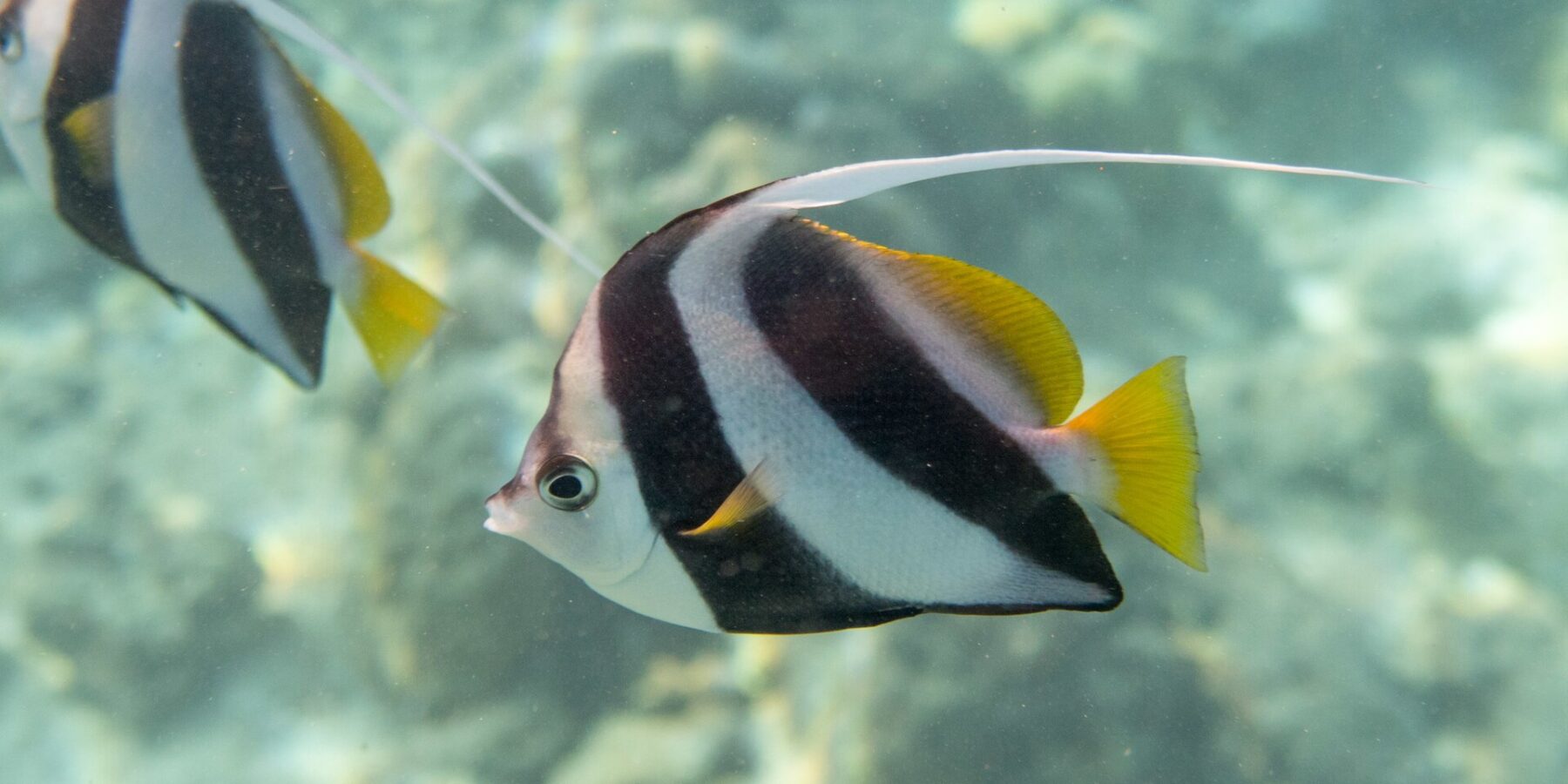 En stimvimpelfisk i profil framför revet, med vit kropp med två breda sneda svarta band, gula rygg- och stjärtfenor och lång vit tråd, och en andra fisk bakom