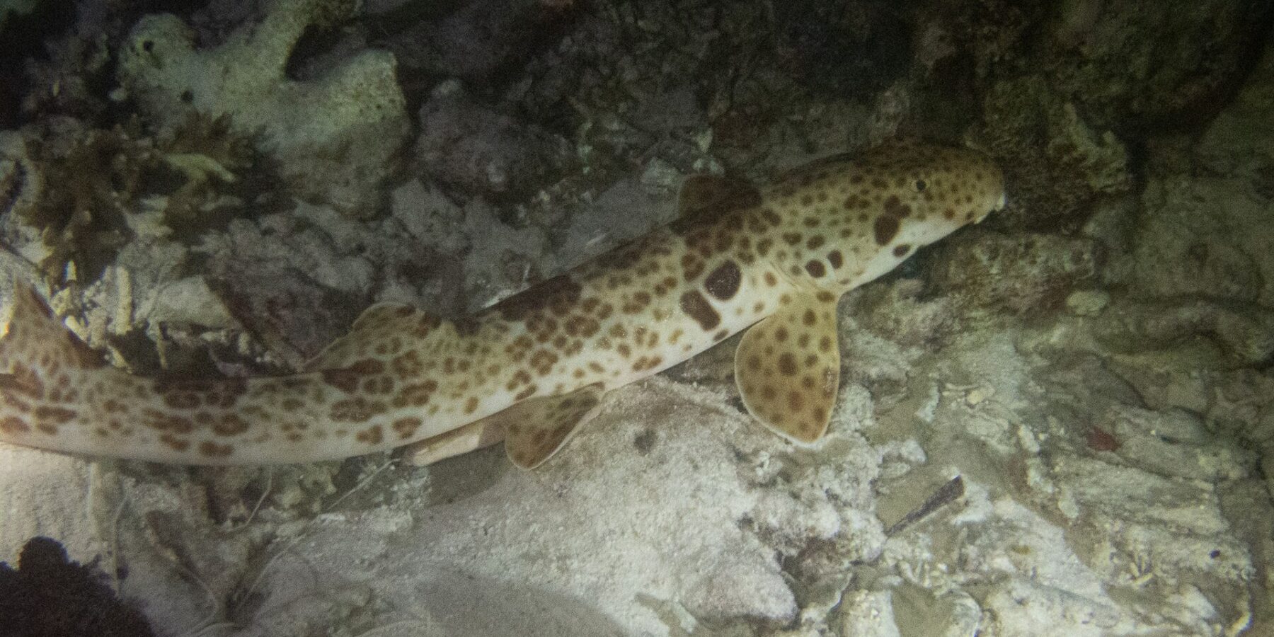En Raja Ampat-gånghaj på botten, på natten, bland sand och korallgrus, med huvudet åt höger: en krämfärgad kropp täckt av bruna prickar, en stor mörk fläck ovanför bröstfenan och paddelformade fenor som stöder mot botten