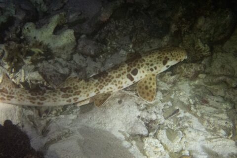 En Raja Ampat-gånghaj på botten, på natten, bland sand och korallgrus, med huvudet åt höger: en krämfärgad kropp täckt av bruna prickar, en stor mörk fläck ovanför bröstfenan och paddelformade fenor som stöder mot botten