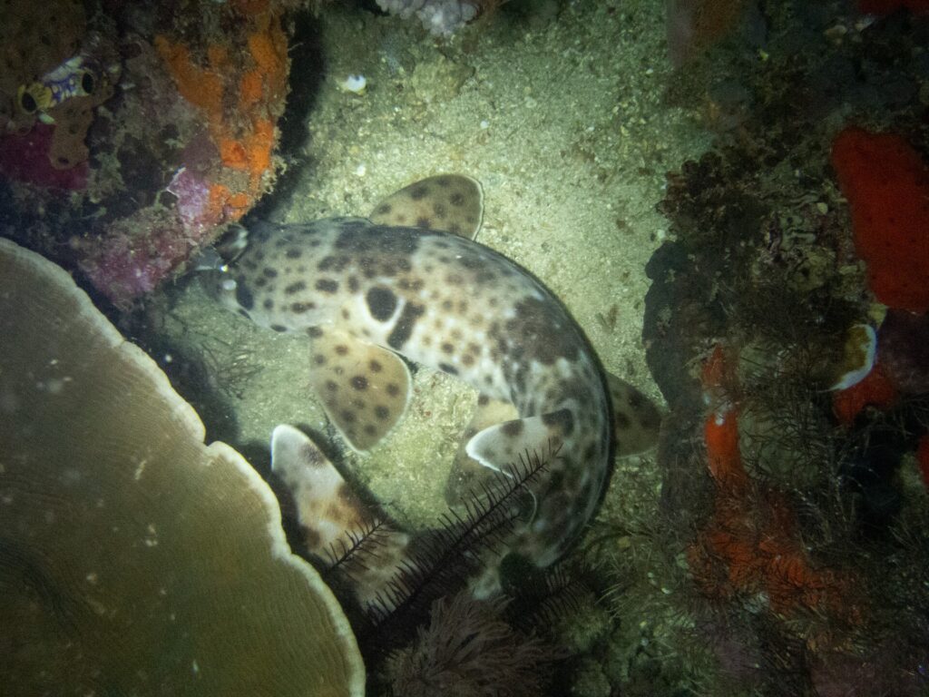 En Raja Ampat-gånghaj hopkrupen på sanden mellan en bordskorall och röda svampar, på natten: bakom huvudet en stor svart fläck med ljus kant, och breda, prickiga bröst- och bukfenor