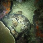 En Raja Ampat-gånghaj hopkrupen på sanden mellan en bordskorall och röda svampar, på natten: bakom huvudet en stor svart fläck med ljus kant, och breda, prickiga bröst- och bukfenor