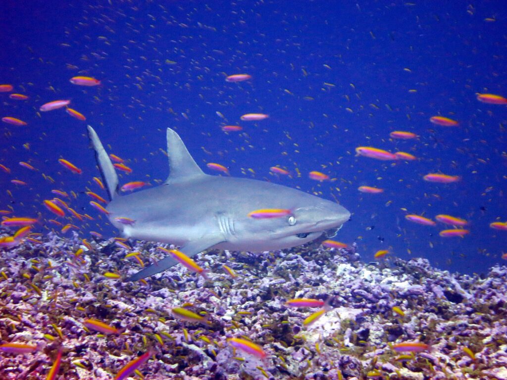 En grå revhaj simmar snett framifrån tätt intill ett rev, mitt i ett moln av orange anthias: bred och rundad nos, stort öga, enfärgad grå första ryggfena och svartkantad bakkant på stjärten