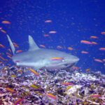 En grå revhaj simmar snett framifrån tätt intill ett rev, mitt i ett moln av orange anthias: bred och rundad nos, stort öga, enfärgad grå första ryggfena och svartkantad bakkant på stjärten