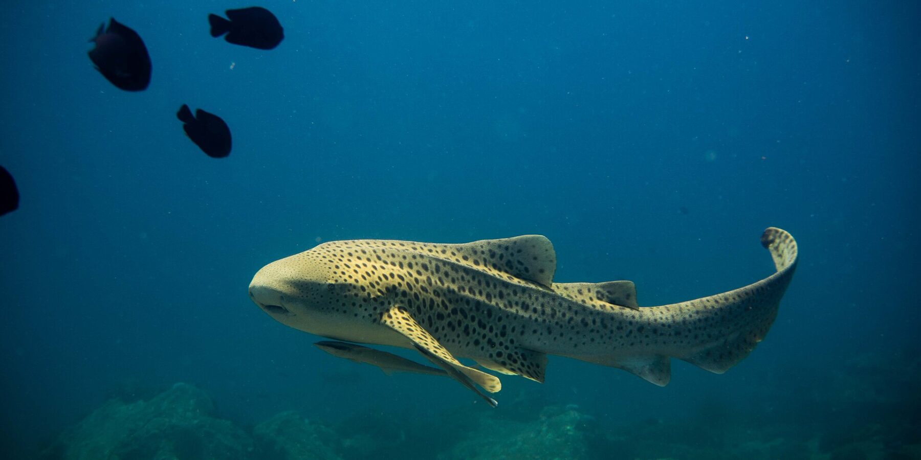 En vuxen zebrahaj, med sandgul kropp täckt av mörka prickar och lång upplyft stjärt, simmar åt vänster i fritt blått vatten med en sugfisk under buken, några svarta fiskar ovanför och suddiga klippor under
