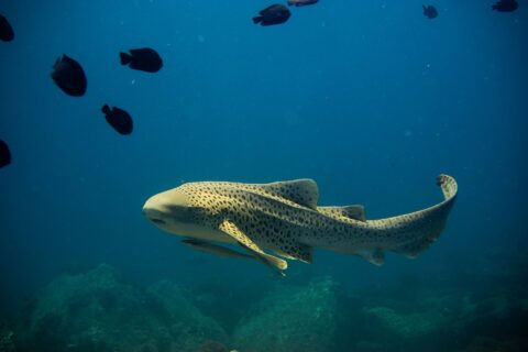 En vuxen zebrahaj, med sandgul kropp täckt av mörka prickar och lång upplyft stjärt, simmar åt vänster i fritt blått vatten med en sugfisk under buken, några svarta fiskar ovanför och suddiga klippor under
