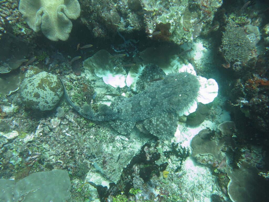 En tofsad wobbegong sedd uppifrån, platt på revet, med sin grå marmorerade dräkt som smälter in bland korallerna, huvudet med fransiga flikar till höger och stjärten böjd åt vänster.