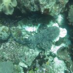 En tofsad wobbegong sedd uppifrån, platt på revet, med sin grå marmorerade dräkt som smälter in bland korallerna, huvudet med fransiga flikar till höger och stjärten böjd åt vänster.