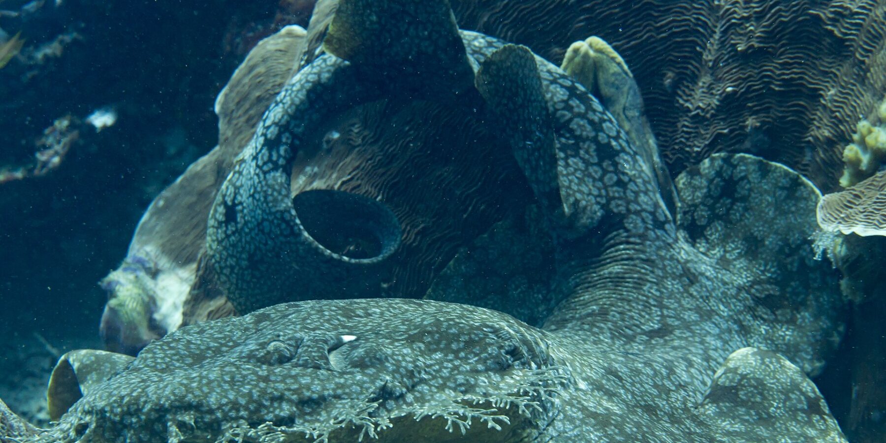 En tofsad wobbegong ligger vid foten av ett korallblock, med den platta, gråmarmorerade kroppen böjd i en ögla och fransen av förgrenade flikar runt munnen i förgrunden.