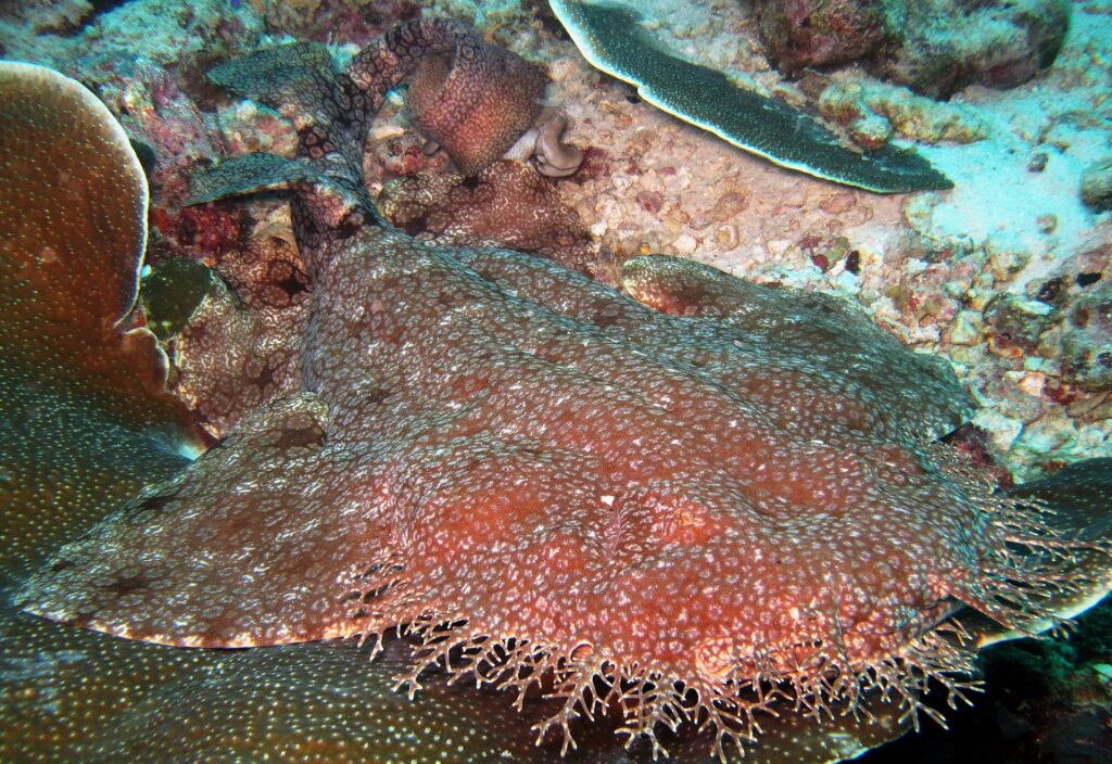 Närbild av en tofsad wobbegong som ligger på revet, med platt rödbrun kropp prickig av små ljusa fläckar och huvudets rad av grenade flikar i förgrunden, mot en bordskorall.