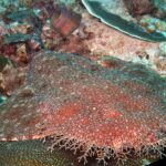 Närbild av en tofsad wobbegong som ligger på revet, med platt rödbrun kropp prickig av små ljusa fläckar och huvudets rad av grenade flikar i förgrunden, mot en bordskorall.