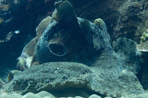 En tofsad wobbegong ligger vid foten av ett korallblock, med den platta, gråmarmorerade kroppen böjd i en ögla och fransen av förgrenade flikar runt munnen i förgrunden.