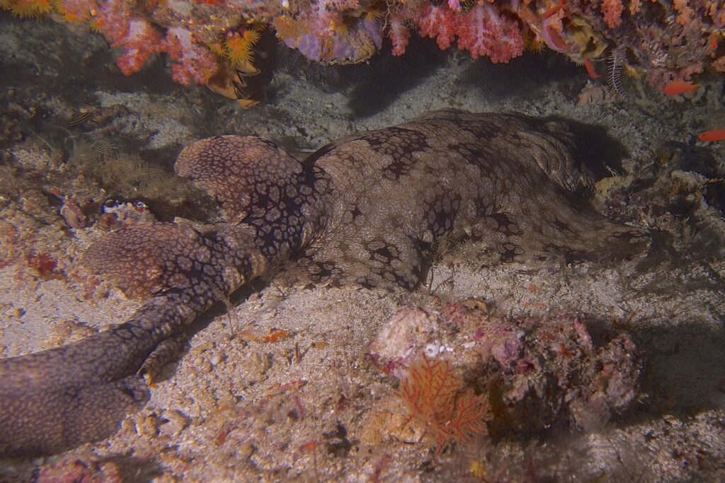 En tofsad wobbegong utsträckt på sanden under ett överhäng av rosa mjukkoraller, med brun rygg täckt av en mosaik av mörka fläckar omgivna av ljusa prickar, de två ryggfenorna och den vikta stjärten till vänster och huvudet till höger