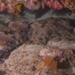 En tofsad wobbegong utsträckt på sanden under ett överhäng av rosa mjukkoraller, med brun rygg täckt av en mosaik av mörka fläckar omgivna av ljusa prickar, de två ryggfenorna och den vikta stjärten till vänster och huvudet till höger
