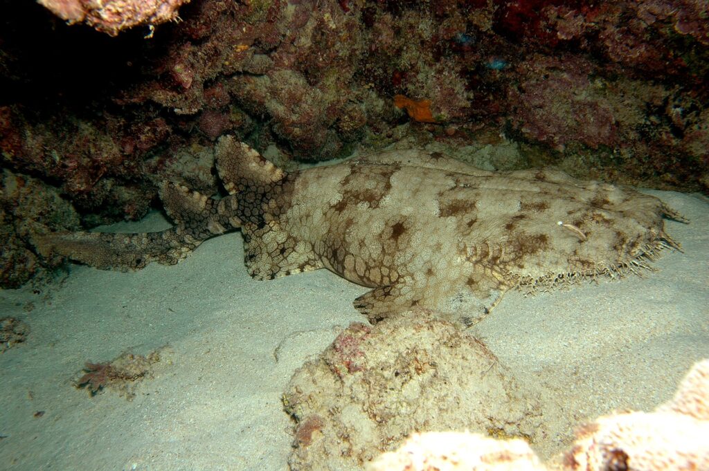 En hel tofsad wobbegong liggande på sanden i en grotta, med det breda, fransade huvudet till höger, rundade bröstfenor, kroppen som smalnar av bakom bukfenorna, två bakåtplacerade ryggfenor och en kort stjärt, beige med bruna fläckar