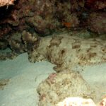 En hel tofsad wobbegong liggande på sanden i en grotta, med det breda, fransade huvudet till höger, rundade bröstfenor, kroppen som smalnar av bakom bukfenorna, två bakåtplacerade ryggfenor och en kort stjärt, beige med bruna fläckar