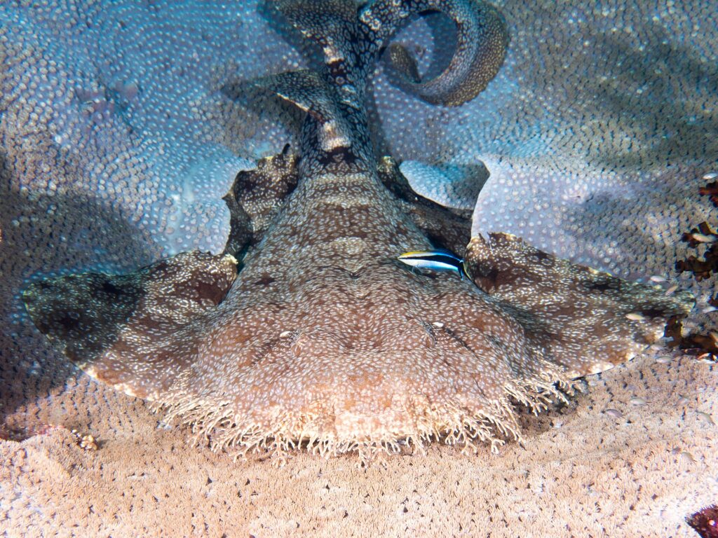 En tofsad wobbegong sedd framifrån, platt liggande på ett korallbord, med det mycket breda huvudet kantat av en tät frans av förgrenade hudflikar, de breda bröstfenorna utbredda på båda sidor, stjärten lyft bakåt och en liten blå fisk med svarta ränder på ryggen