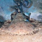 En tofsad wobbegong sedd framifrån, platt liggande på ett korallbord, med det mycket breda huvudet kantat av en tät frans av förgrenade hudflikar, de breda bröstfenorna utbredda på båda sidor, stjärten lyft bakåt och en liten blå fisk med svarta ränder på ryggen