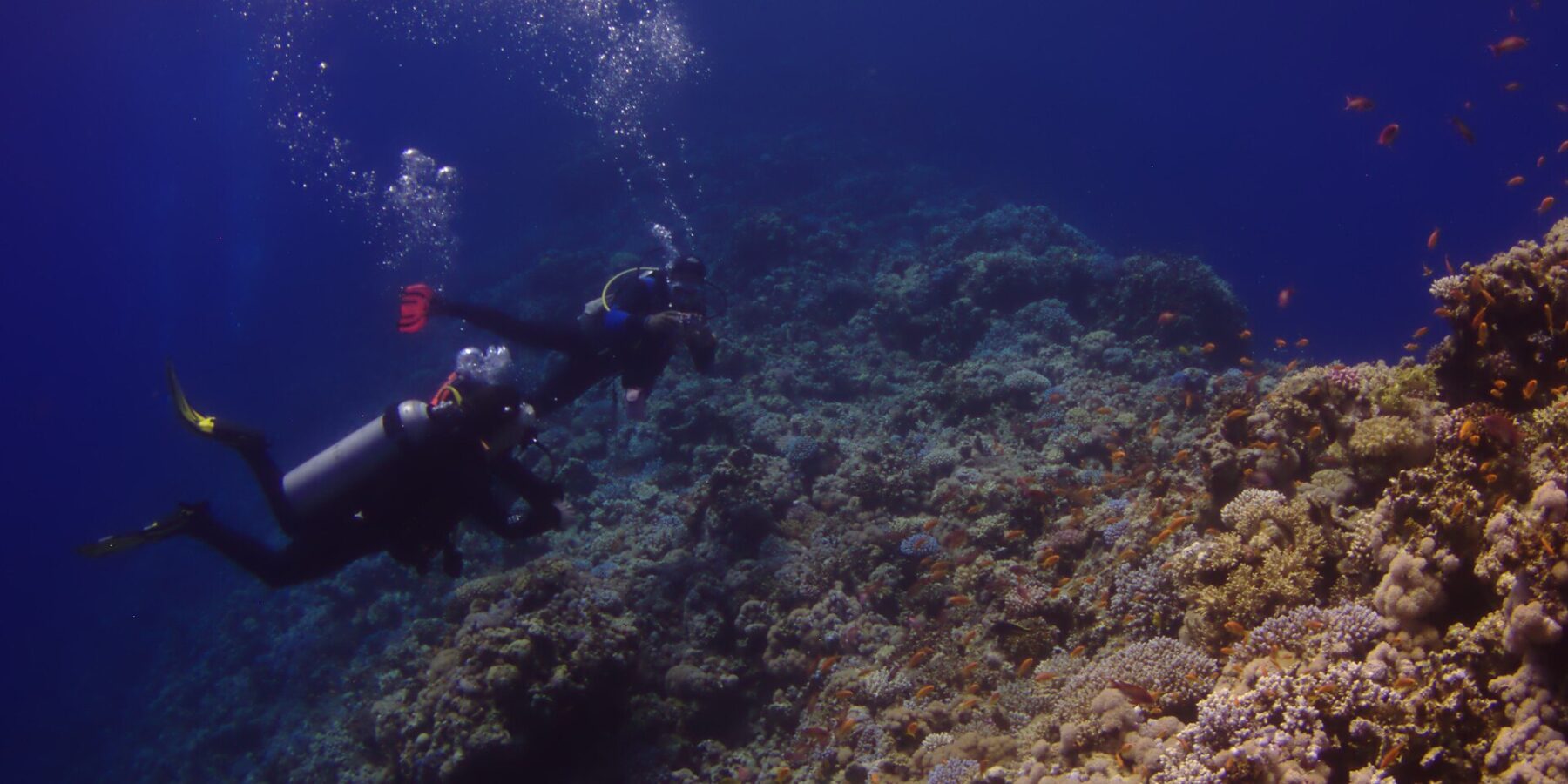 Två dykare följer ytterväggen vid Blue Hole, täckt av hårda koraller och anthias, med det djupblå till vänster