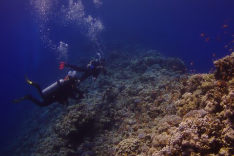 Två dykare följer ytterväggen vid Blue Hole, täckt av hårda koraller och anthias, med det djupblå till vänster