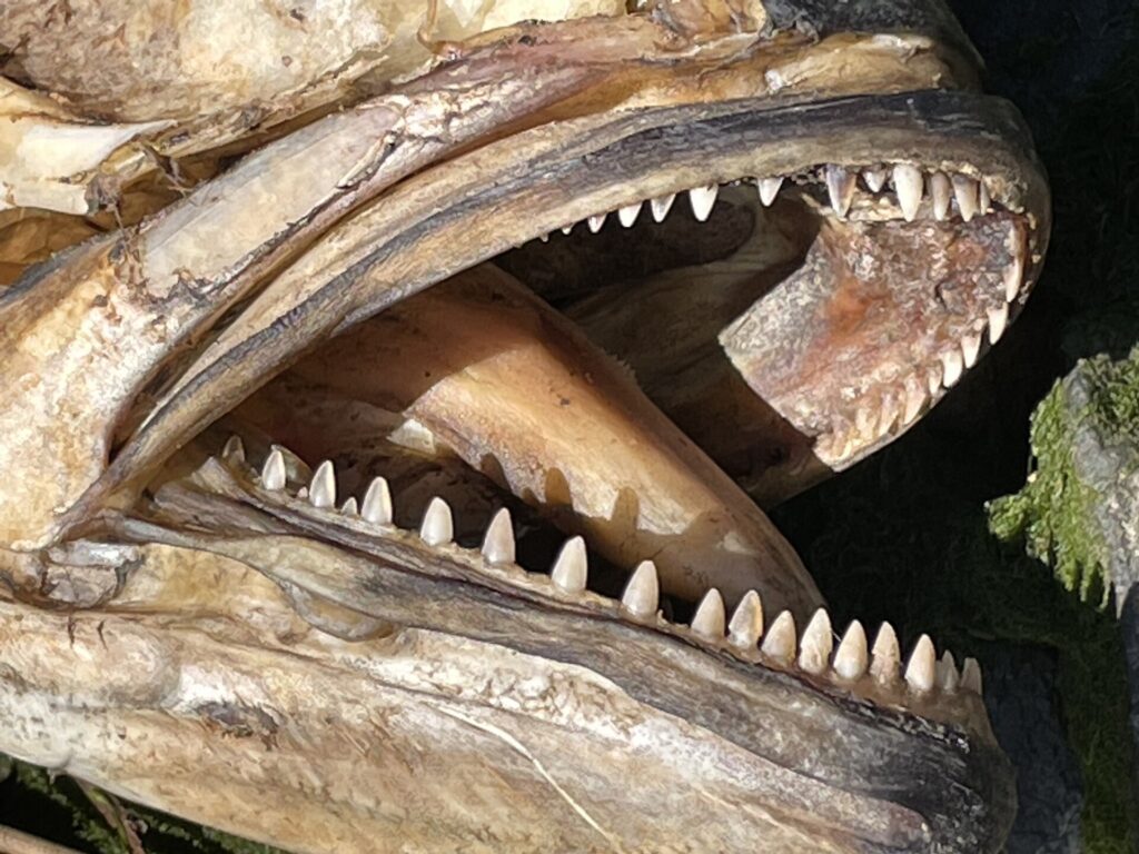 Närbild på det öppna gapet hos en död och torkad blåfisk: i varje käke en enda rad trekantiga, spetsiga och jämna tänder.