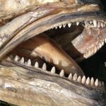 Närbild på det öppna gapet hos en död och torkad blåfisk: i varje käke en enda rad trekantiga, spetsiga och jämna tänder.