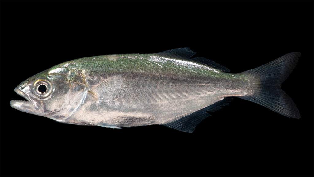 En blåfisk i profil mot svart bakgrund, med huvudet till vänster: skimrande grönblå rygg som bleknar till silver på sidorna, stort öga, framskjutande underkäke, kort och taggig första ryggfena följd av en längre andra, mörk kluven stjärt.