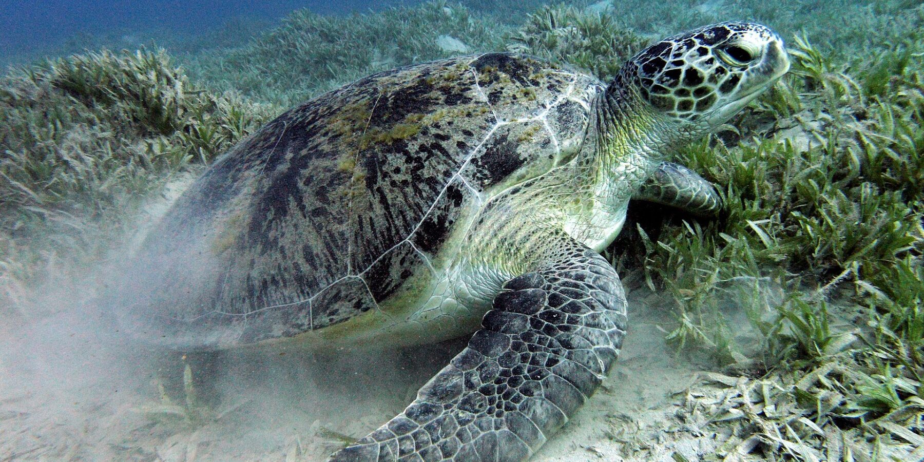 En grön havssköldpadda betar i sjögräset på sandbotten nära Marsa Alam i Röda havet