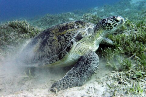 En grön havssköldpadda betar i sjögräset på sandbotten nära Marsa Alam i Röda havet