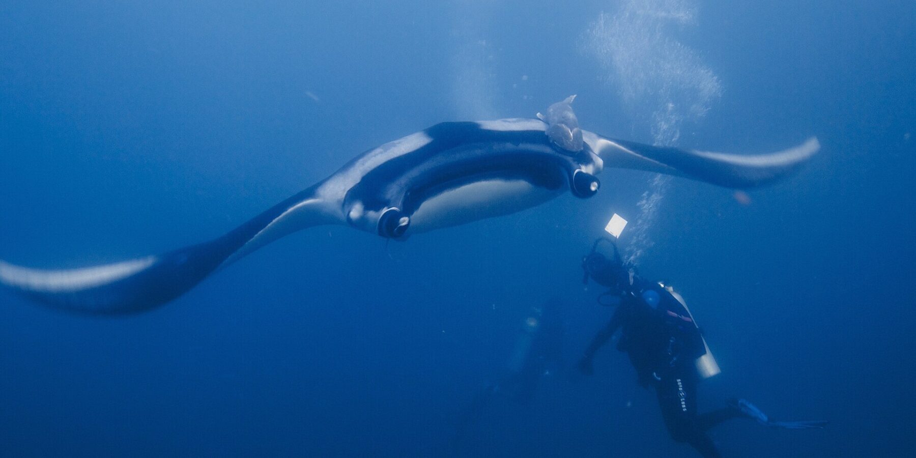 En jättemanta med utbredda vingar glider rakt mot en dykare som lyser på den med lampan, med en sugfisk på den svarta ryggen med vita skuldror och bubblor som stiger i det blå.