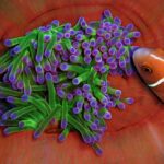 Närbild av en anemon med gröna tentakler med lila spetsar, hoprullad i de rödorange vecken på sin fot, som en rosa clownfisk med vit rand närmar sig från höger