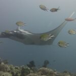 En grå mantarocka glider åt vänster över ett rev av läderkoraller, omgiven av frökenfiskar i förgrunden, i blågrått vatten.