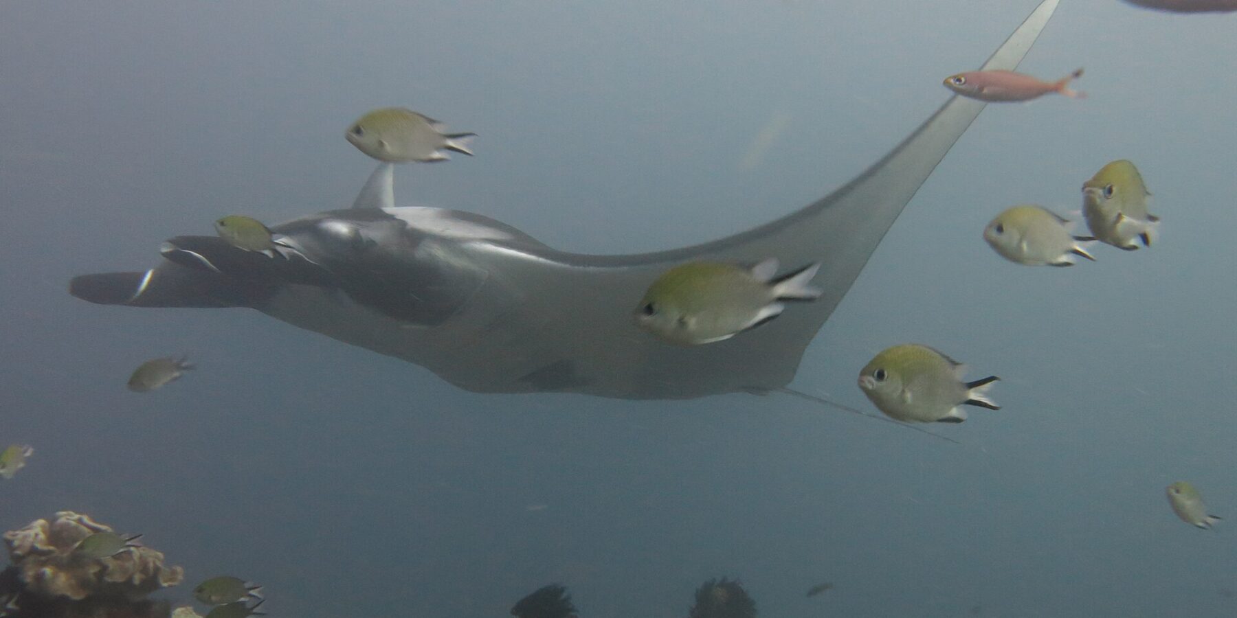 En grå mantarocka glider åt vänster över ett rev av läderkoraller, omgiven av frökenfiskar i förgrunden, i blågrått vatten.