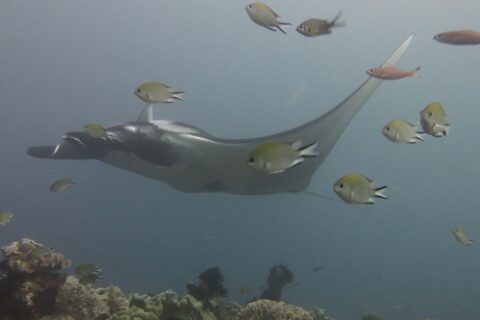 En grå mantarocka glider åt vänster över ett rev av läderkoraller, omgiven av frökenfiskar i förgrunden, i blågrått vatten.