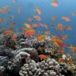 Ett moln av orange anthias ovanför ett rev av hårdkoraller, i klart blått vatten