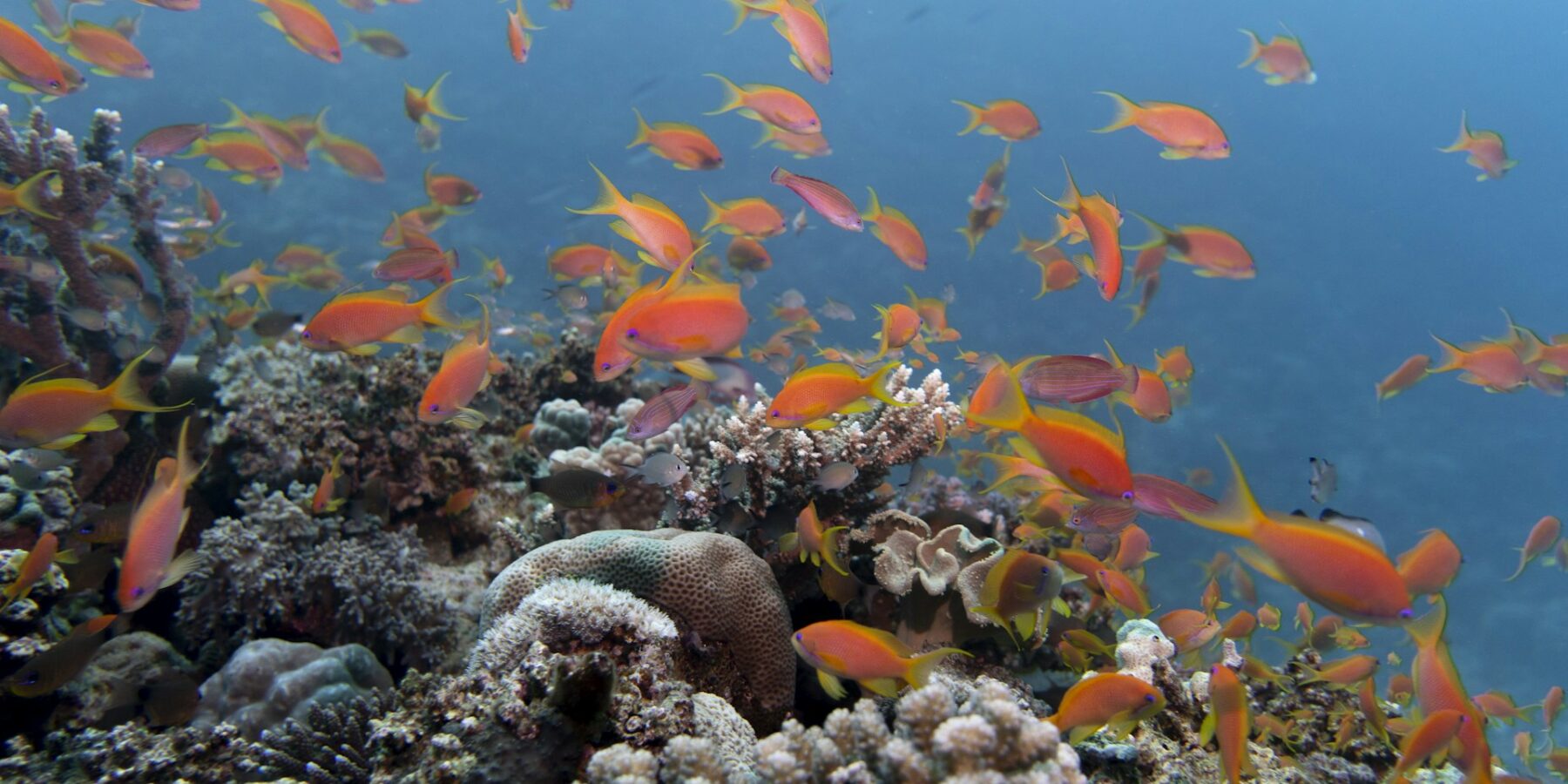 Ett moln av orange anthias ovanför ett rev av hårdkoraller, i klart blått vatten