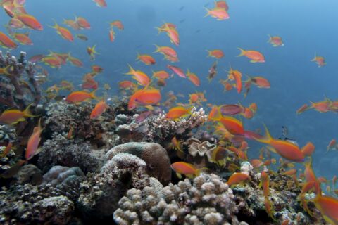 Ett moln av orange anthias ovanför ett rev av hårdkoraller, i klart blått vatten