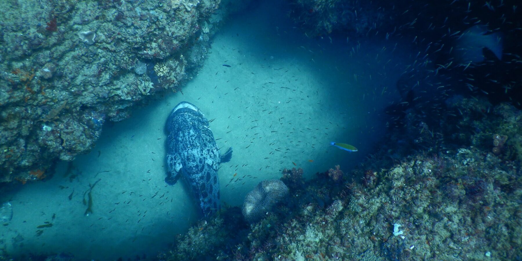 En stor grå potatiszackerabborre med svart marmorering, sedd ovanifrån, vilar på den ljusa sanden i en gång mellan två korallklädda klippväggar, mitt i ett moln av små silverglänsande fiskar