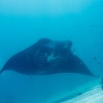En revmanta sedd framifrån, med vit buk och synliga gälspringor, glider över sanden i blågrönt vatten, med små fiskar på revet till höger