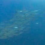 Ett tätt stim silverglänsande barracudor, sedda från sidan i djupblått vatten, fotograferade i Röda havet vid Ras Mohammed