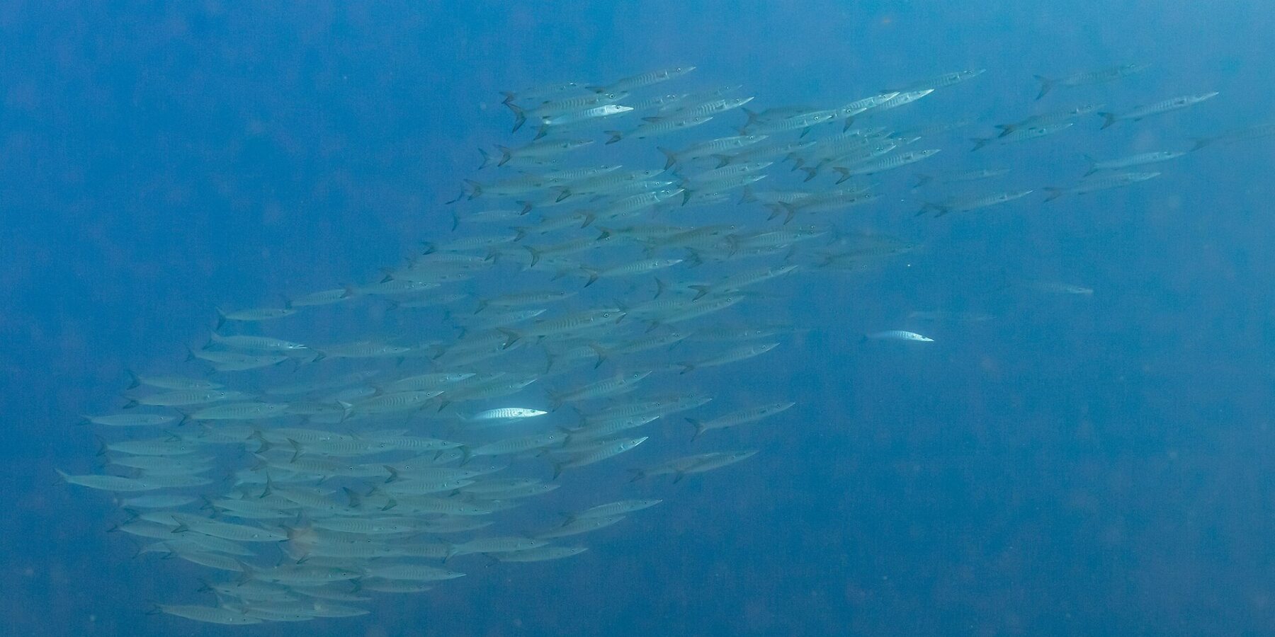 Ett tätt stim silverglänsande barracudor, sedda från sidan i djupblått vatten, fotograferade i Röda havet vid Ras Mohammed