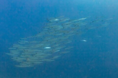 Ett tätt stim silverglänsande barracudor, sedda från sidan i djupblått vatten, fotograferade i Röda havet vid Ras Mohammed
