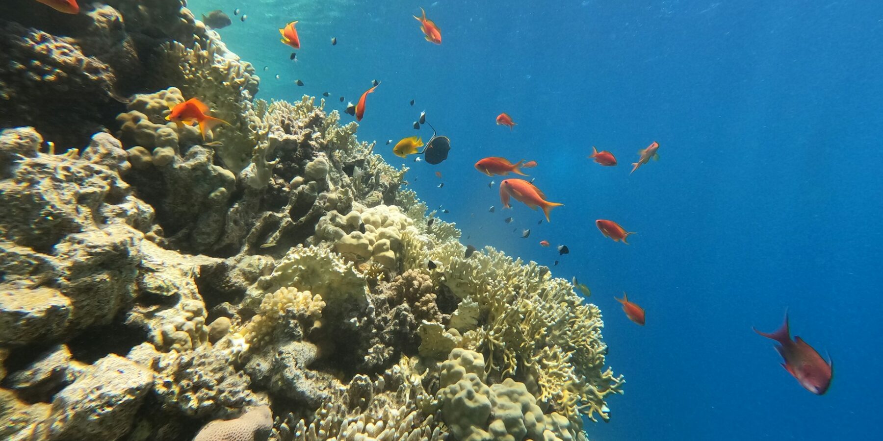 En vägg av eldkorall och hårda koraller med anthias och frökenfiskar, och solljuset som silar ner genom ytan