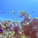 Ett rev i Cozumels nationalpark: en lila azurblå vasformad svamp i förgrunden, en tunnsvamp, en solfjäderformad gorgonia och små blå fiskar i klarblått vatten